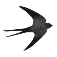 Squared Bird 11